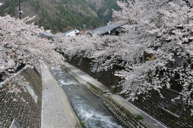 山田川の桜　